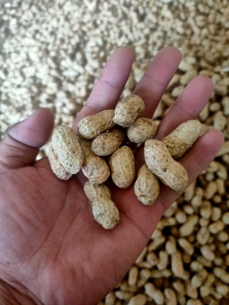 精品大白沙鲜花小白沙湿花生过筛子手选果，电商市场超市量大