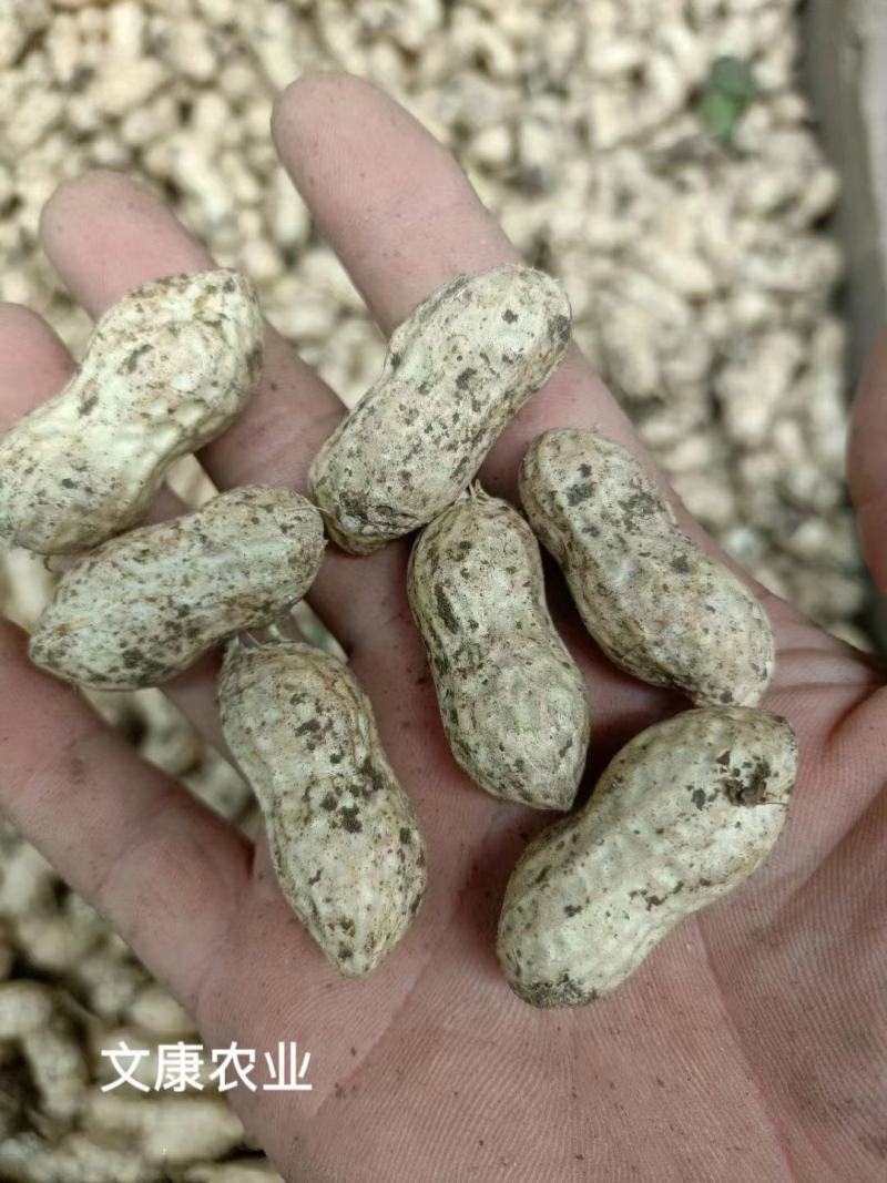 精品大白沙鲜花小白沙湿花生过筛子手选果，电商市场超市量大
