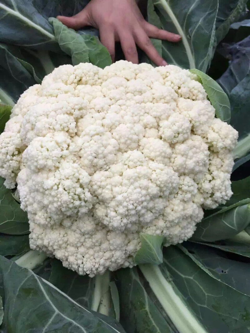 台湾引进青梗松花菜种子耐寒高产表现好花球洁白