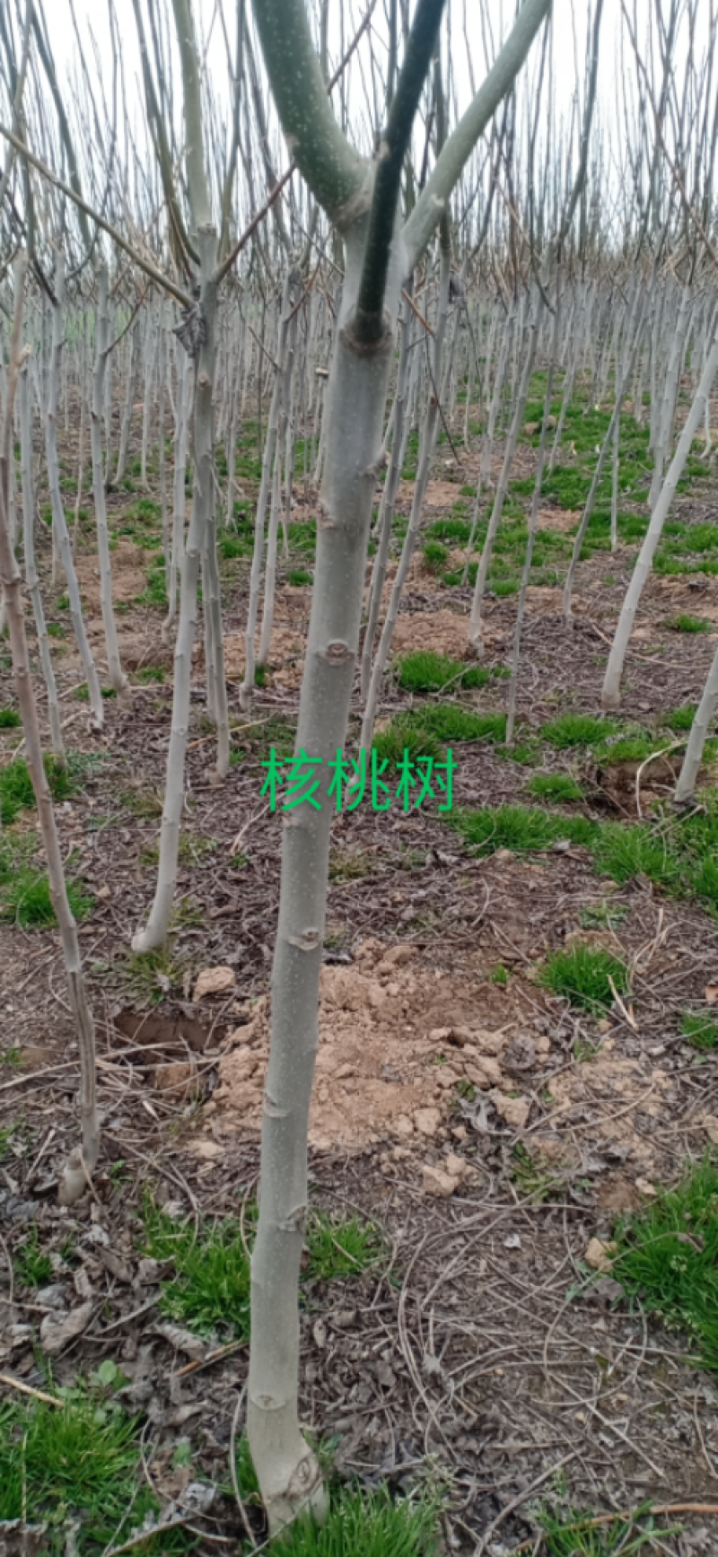 核桃树，核桃苗，产地发货，质量保证，欢迎进店联系