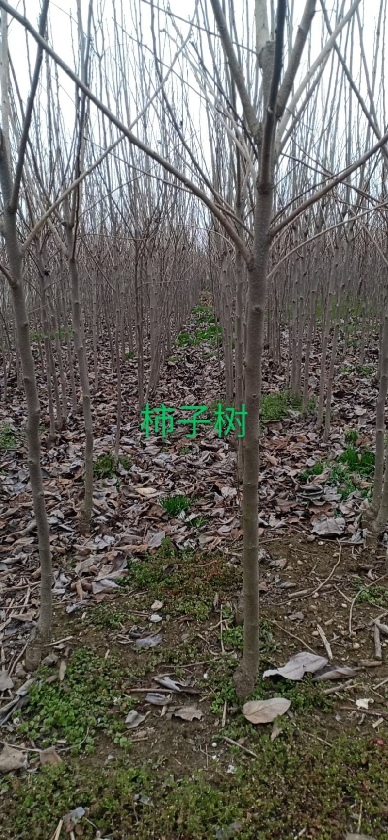 柿树，江苏徐州柿子树，产地发货，质量保证，欢迎进店联系
