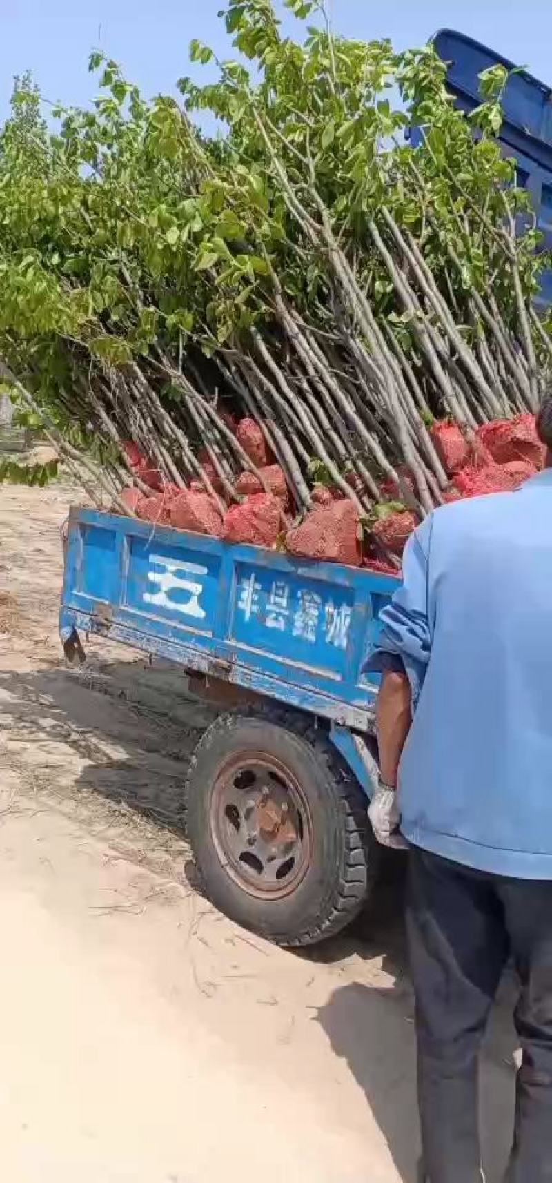 柿子树苗2一5公分，货源充足，江苏徐州，产地发货质量好