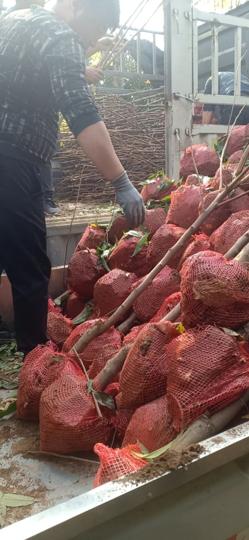 柿子树苗2一5公分，货源充足，江苏徐州，产地发货质量好