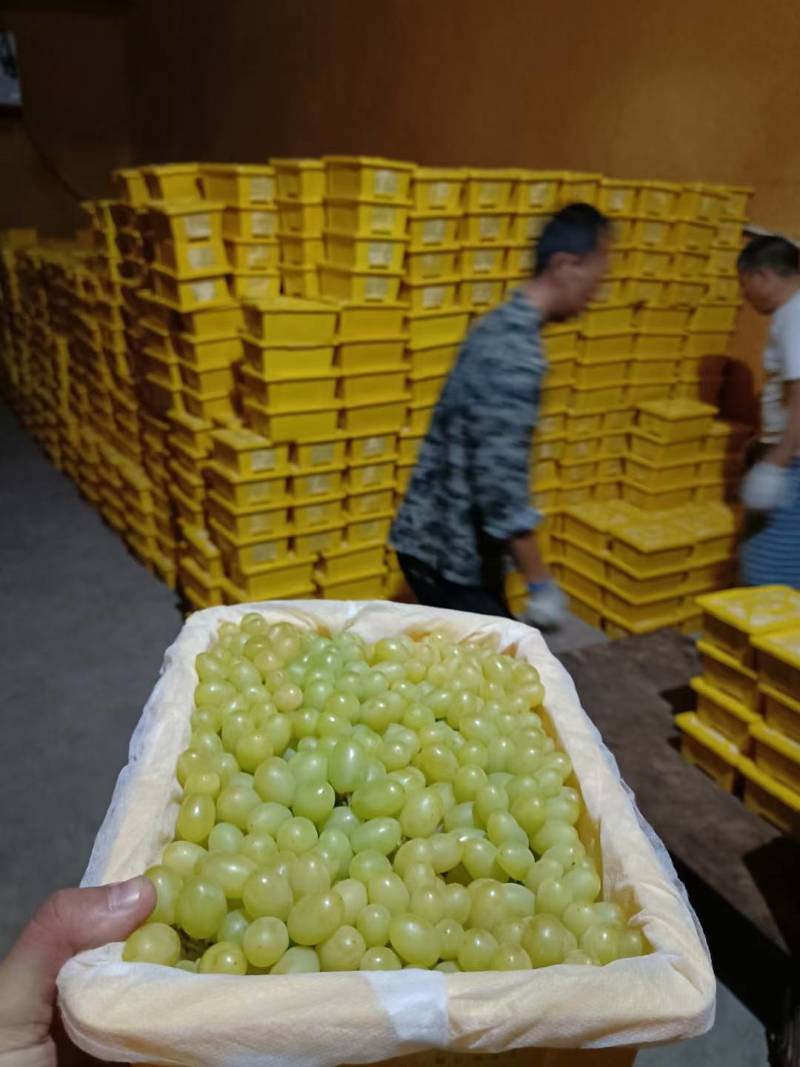 白无核小葡萄，新疆特产吐鲁番白无核，基地直发全国，专注品