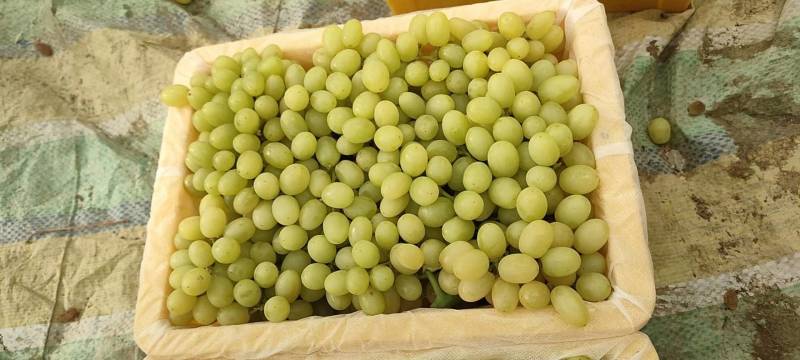白无核小葡萄，新疆特产吐鲁番白无核，基地直发全国，专注品