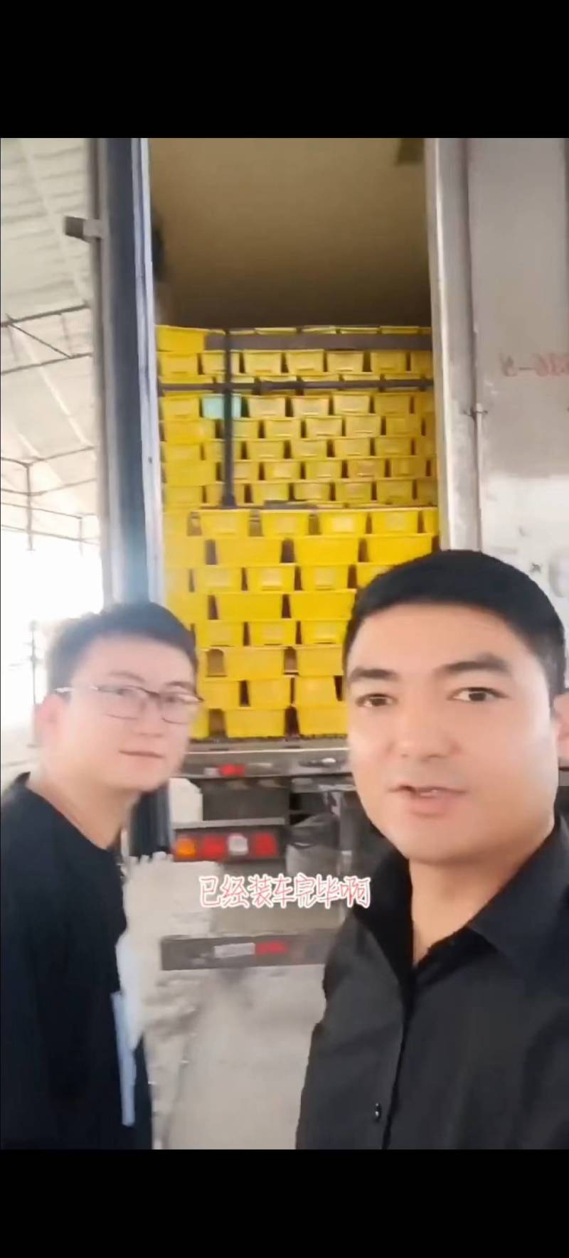 白无核小葡萄，新疆特产吐鲁番白无核，基地直发全国，专注品