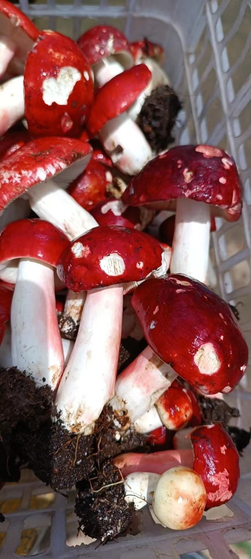 云南2022年大红菌标菇