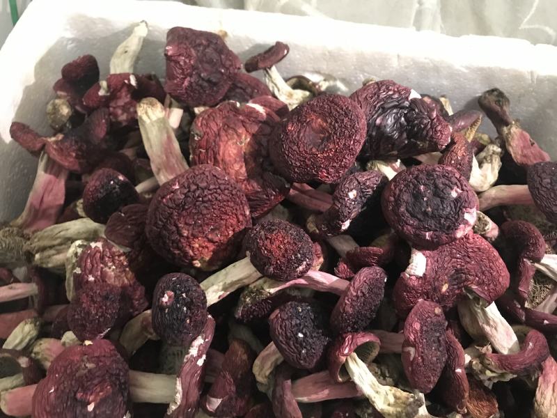 云南2022年大红菌标菇