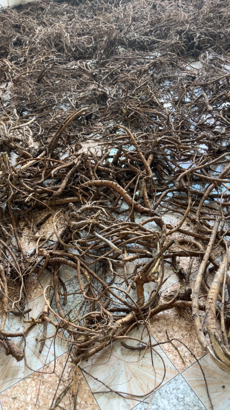 贵州纯野生山豆根广豆根无阳枝干货供应大货