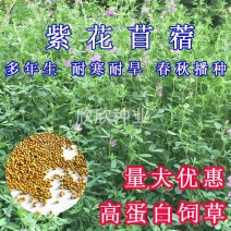 多年生紫花苜蓿种子猪牛羊兔鸡鸭鹅四季牧草苜蓿草鱼草种子