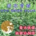 多年生紫花苜蓿种子猪牛羊兔鸡鸭鹅四季牧草苜蓿草鱼草种子