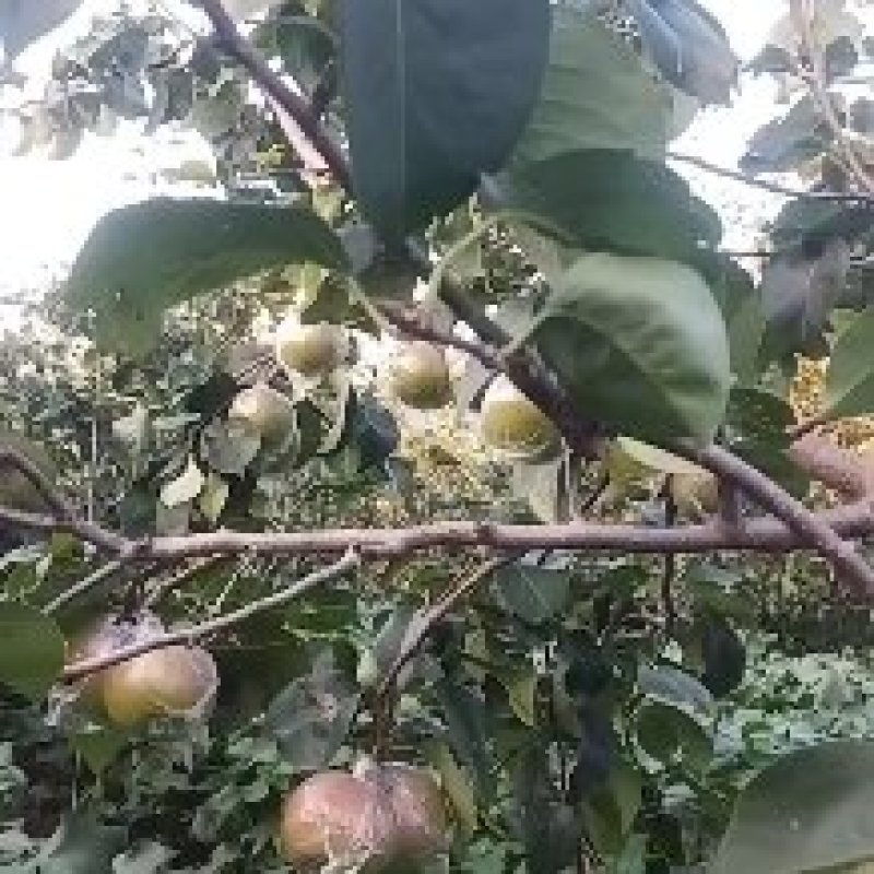 玉露香梨已经开始采摘了