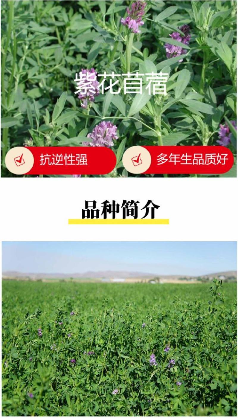 多年生紫花苜蓿种子猪牛羊兔鸡鸭鹅四季牧草苜蓿草鱼草种子