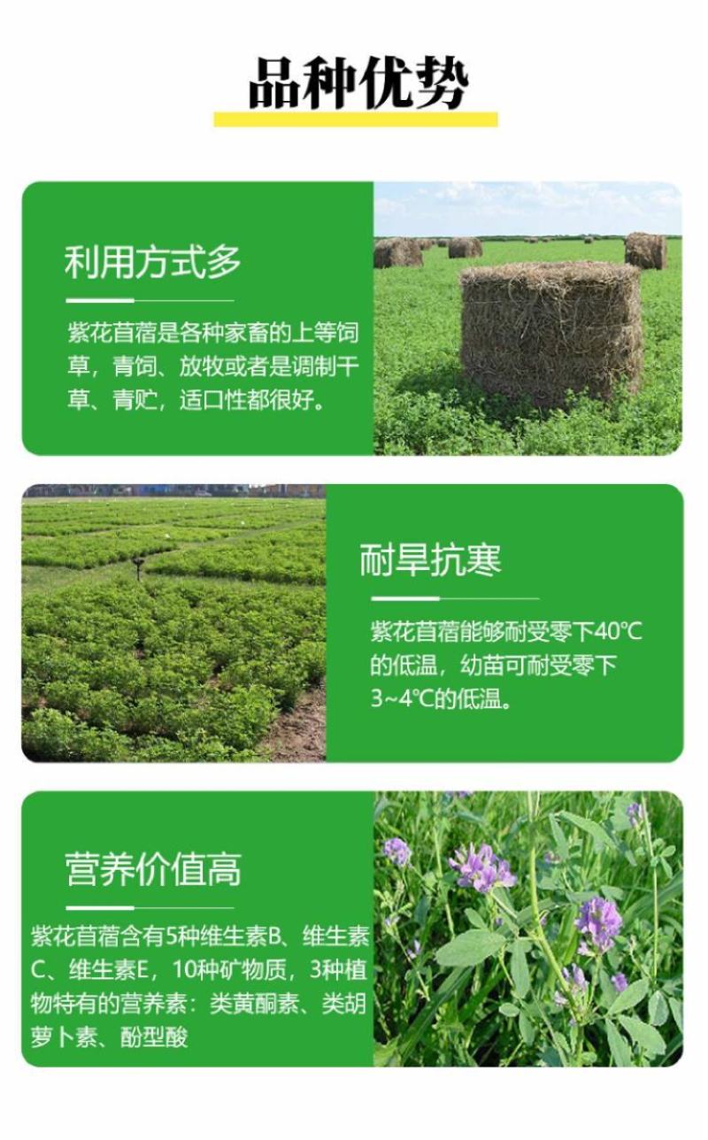 多年生紫花苜蓿种子猪牛羊兔鸡鸭鹅四季牧草苜蓿草鱼草种子