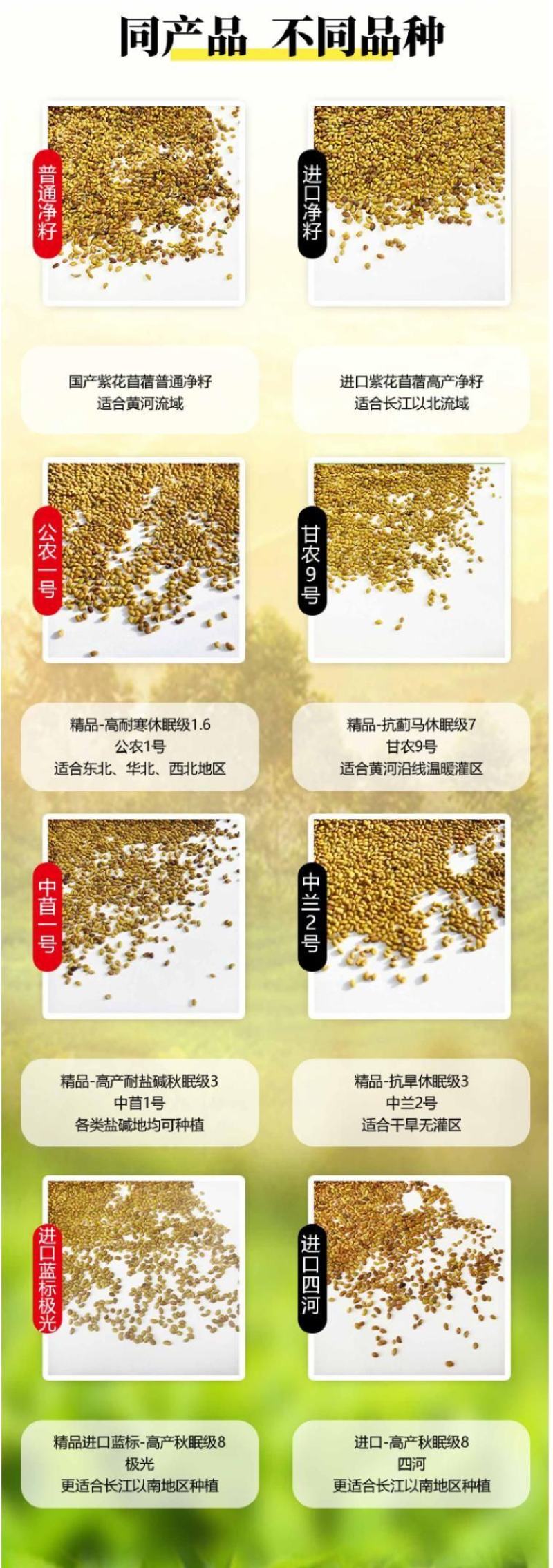 多年生紫花苜蓿种子猪牛羊兔鸡鸭鹅四季牧草苜蓿草鱼草种子