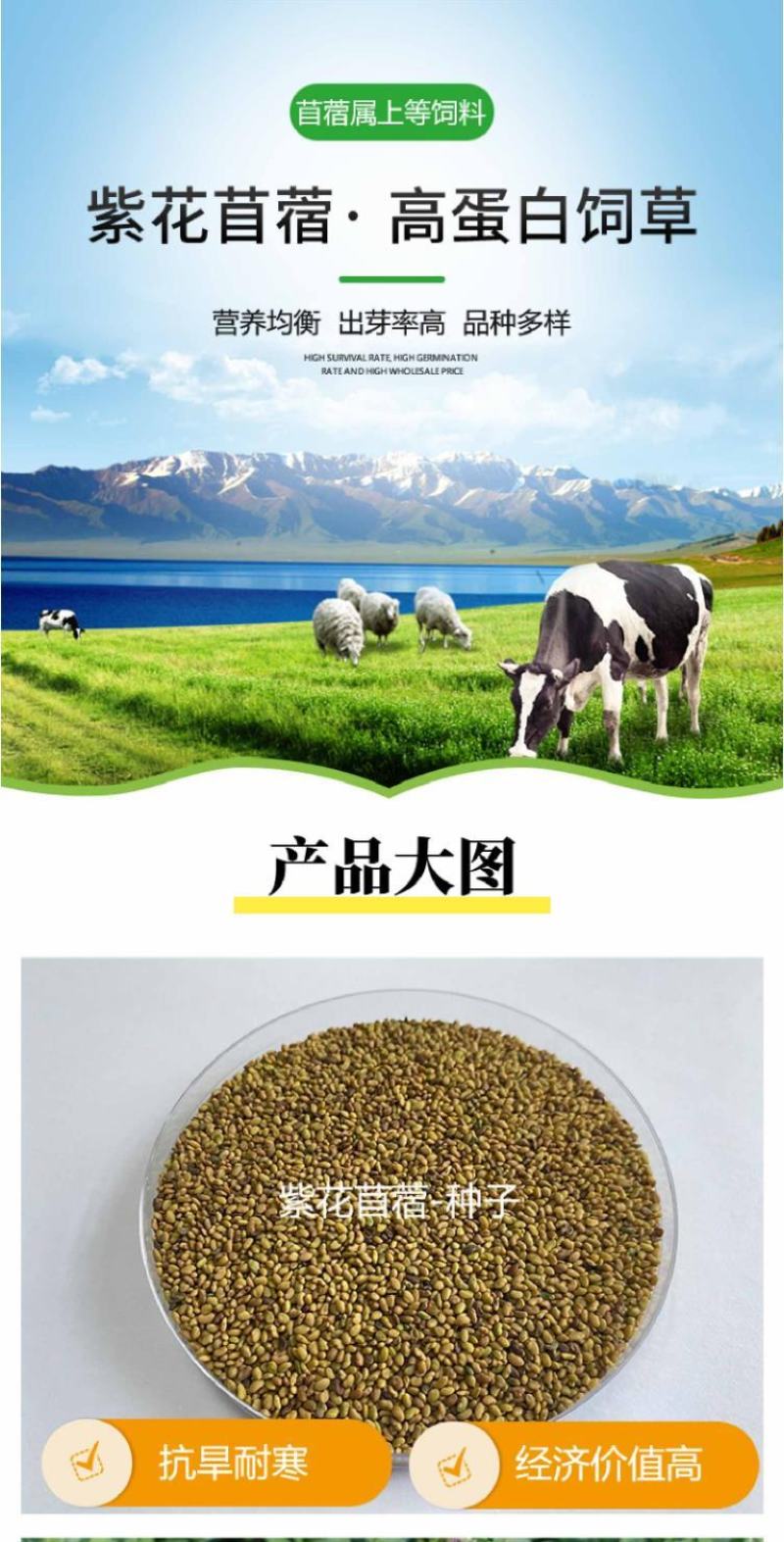 多年生紫花苜蓿种子猪牛羊兔鸡鸭鹅四季牧草苜蓿草鱼草种子