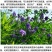多年生紫花苜蓿种子猪牛羊兔鸡鸭鹅四季牧草苜蓿草鱼草种子