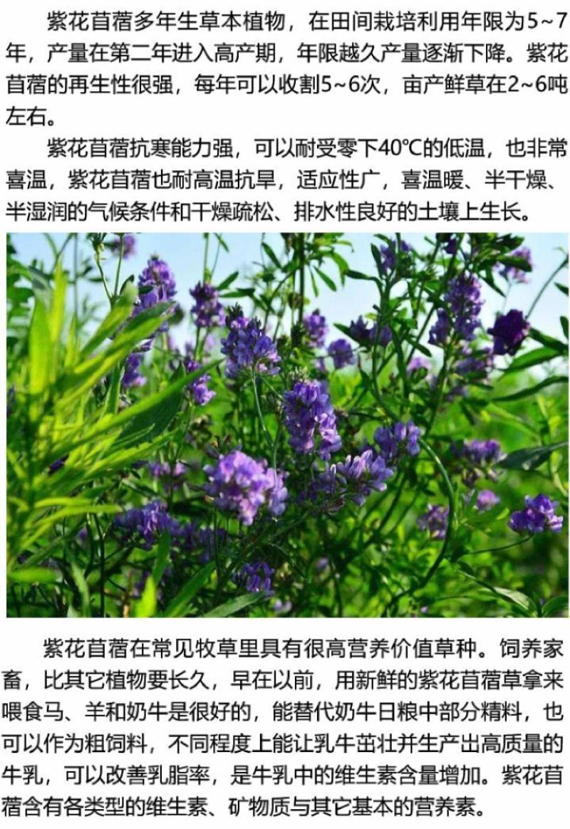多年生紫花苜蓿种子猪牛羊兔鸡鸭鹅四季牧草苜蓿草鱼草种子