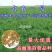 多年生紫花苜蓿种子猪牛羊兔鸡鸭鹅四季牧草苜蓿草鱼草种子