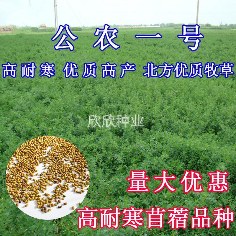 多年生紫花苜蓿种子猪牛羊兔鸡鸭鹅四季牧草苜蓿草鱼草种子