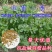 多年生紫花苜蓿种子猪牛羊兔鸡鸭鹅四季牧草苜蓿草鱼草种子