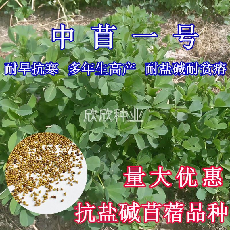 多年生紫花苜蓿种子猪牛羊兔鸡鸭鹅四季牧草苜蓿草鱼草种子