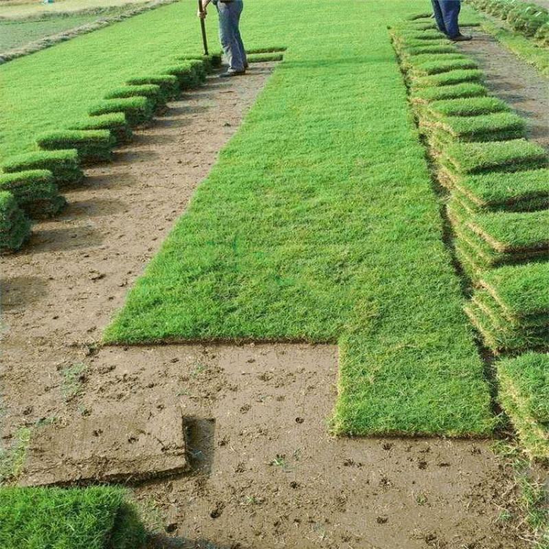 【诚信商家】江西宜春大量马尼拉草皮上市，量大从优欢迎定购！