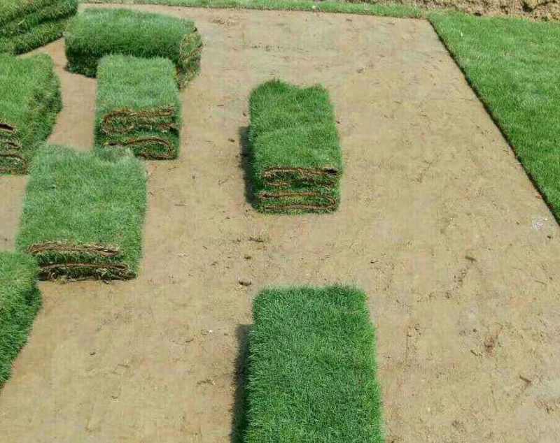【诚信商家】江西宜春大量马尼拉草皮上市，量大从优欢迎定购！