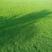 【诚信商家】江西宜春大量马尼拉草皮上市，量大从优欢迎定购！