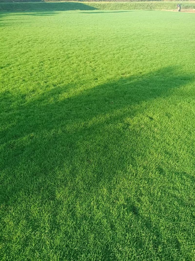 【诚信商家】江西宜春大量马尼拉草皮上市，量大从优欢迎定购！