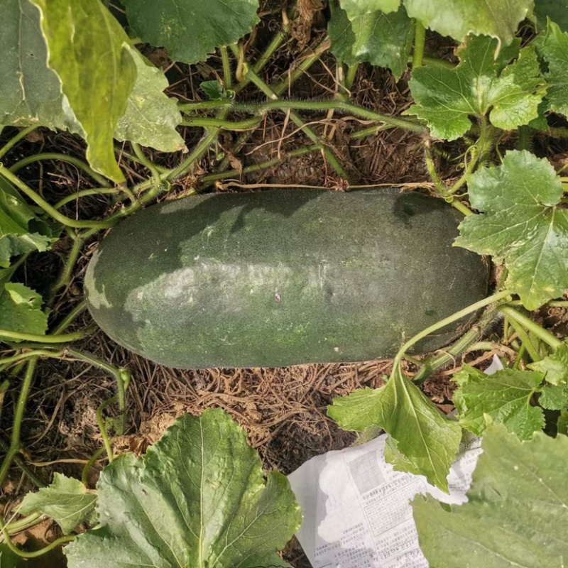 【好货推荐】精品黑皮冬瓜产地直发品质优口感佳