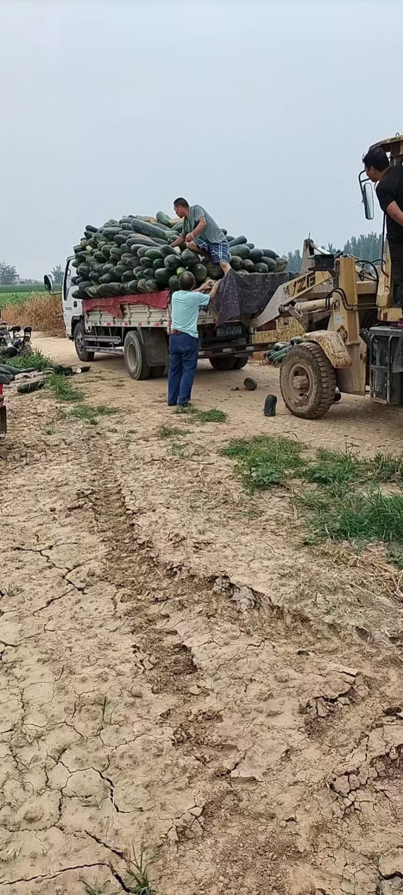 【好货推荐】精品黑皮冬瓜产地直发品质优口感佳