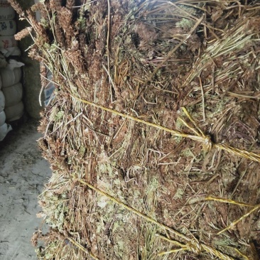 压包夏枯草，颜色靓丽，欢迎批发零售，产地直发……