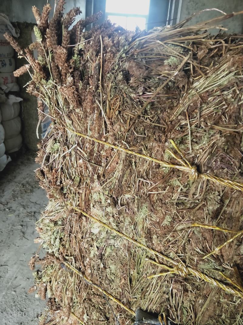 压包夏枯草，颜色靓丽，欢迎批发零售，产地直发……