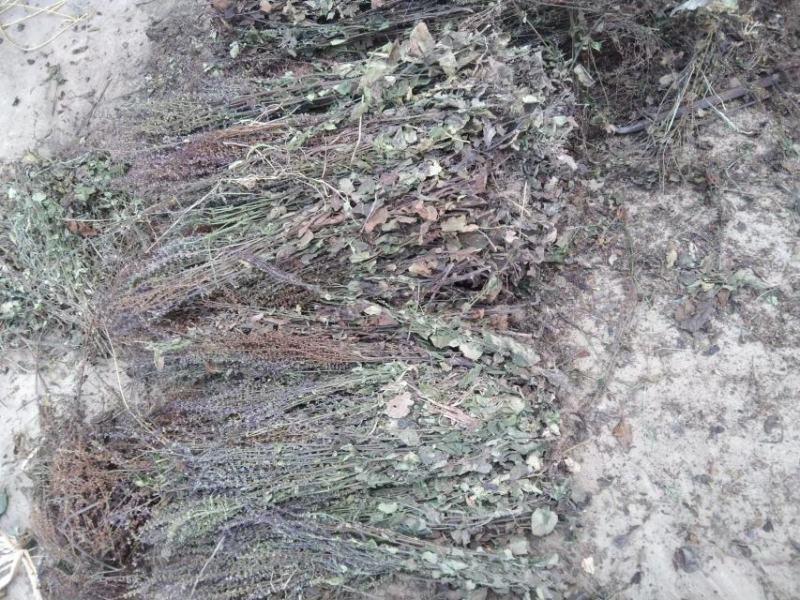 石见穿，干度好，杂草少，产地一手货源。