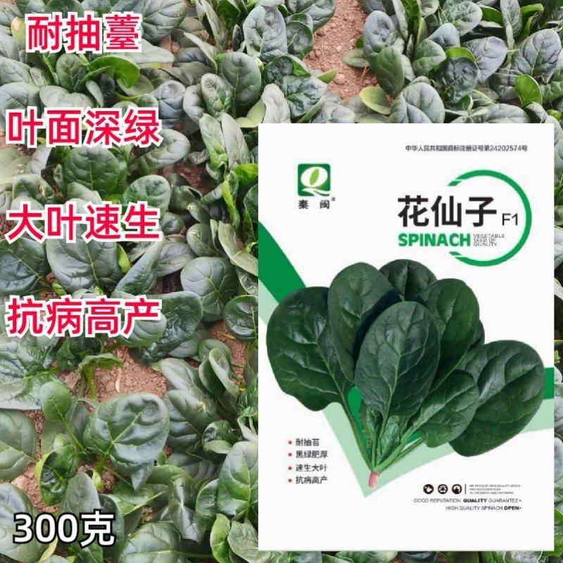 花仙子菠菜红根大叶菠菜种子四季蔬菜籽菜农种籽耐寒耐热菜种