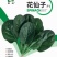 花仙子菠菜红根大叶菠菜种子四季蔬菜籽菜农种籽耐寒耐热菜种