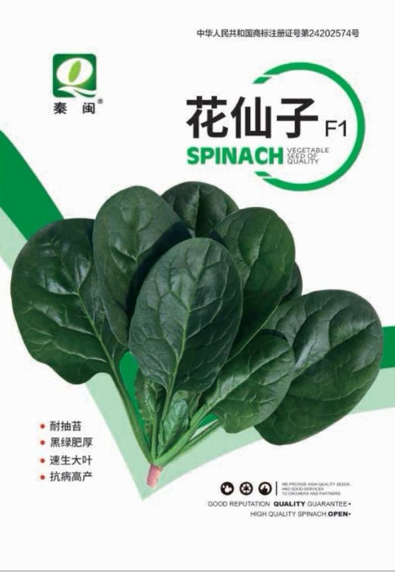花仙子菠菜红根大叶菠菜种子四季蔬菜籽菜农种籽耐寒耐热菜种