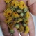旋覆花，统货，选货，自然晒干，无硫化无熏染，欢迎批发零售
