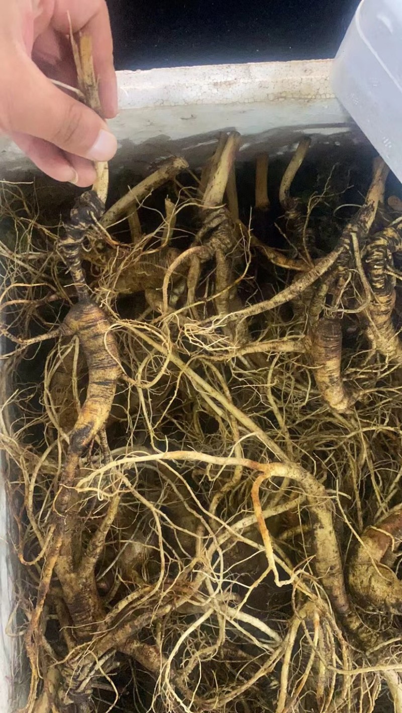 批发鲜林下山参（自家种植一手货源，林下山参基地现采现卖）