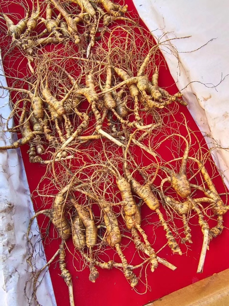 批发鲜林下山参（自家种植一手货源，林下山参基地现采现卖）