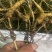 批发鲜林下山参（自家种植一手货源，林下山参基地现采现卖）