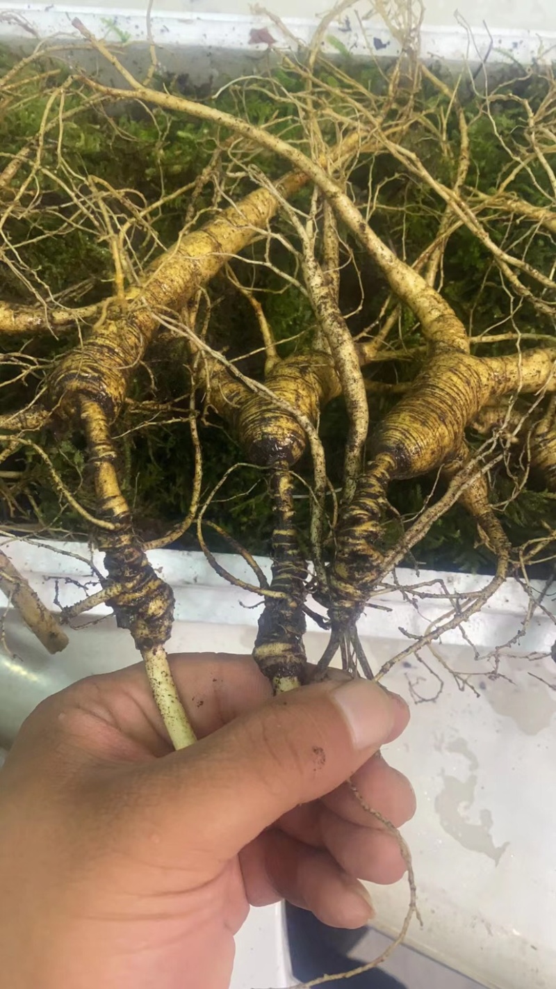批发鲜林下山参（自家种植一手货源，林下山参基地现采现卖）