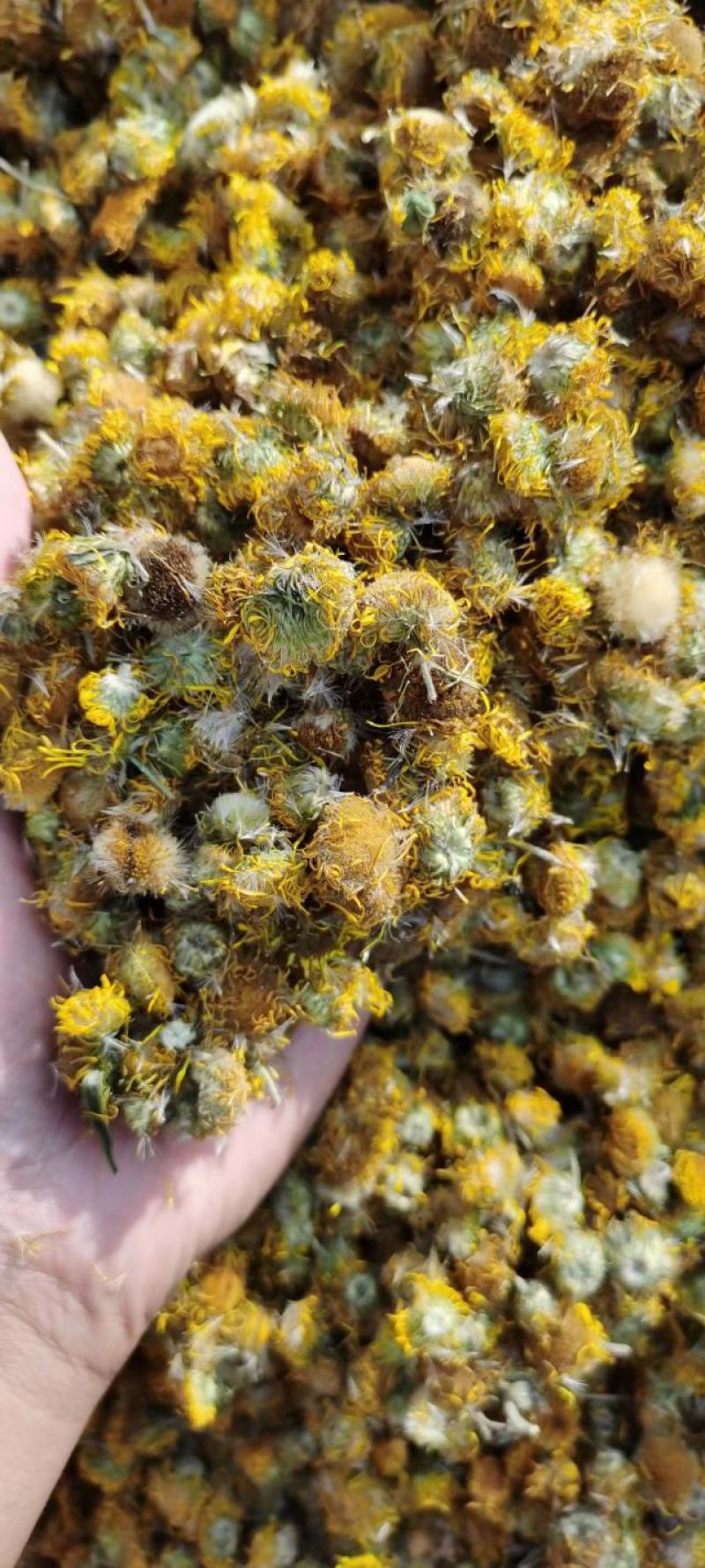 旋覆花，统货，选货，自然晒干，无硫化无熏染，欢迎批发零售