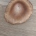【现货】猪肚菌食用蘑菇大伞菌漏斗菌当季时令蔬菜