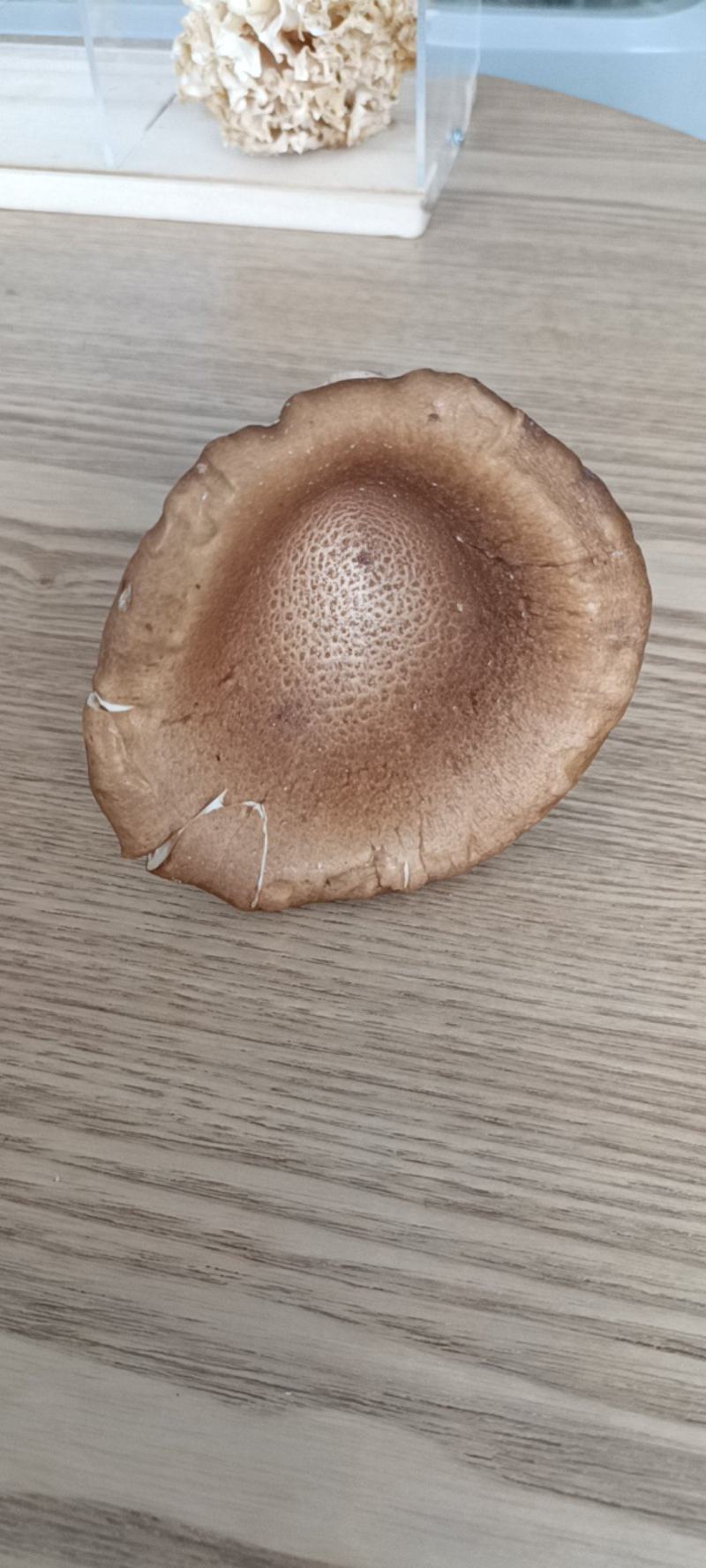 【现货】猪肚菌食用蘑菇大伞菌漏斗菌当季时令蔬菜