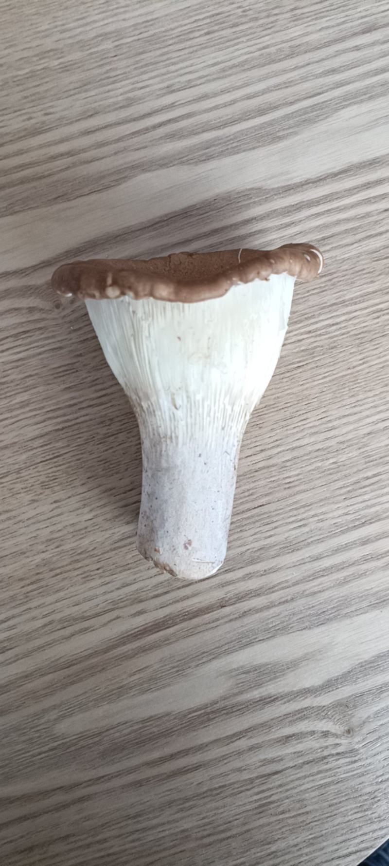 【现货】猪肚菌食用蘑菇大伞菌漏斗菌当季时令蔬菜