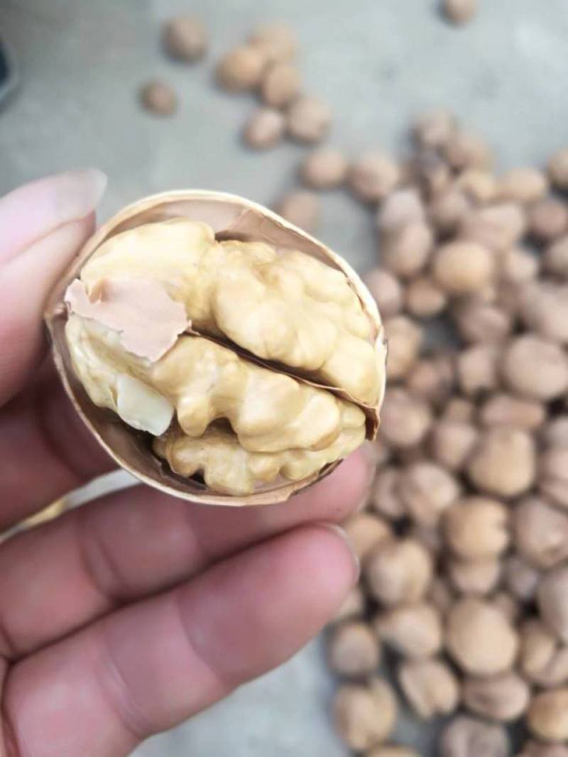 185新疆纸皮核桃老少皆宜诚信经营全国发货货源充足