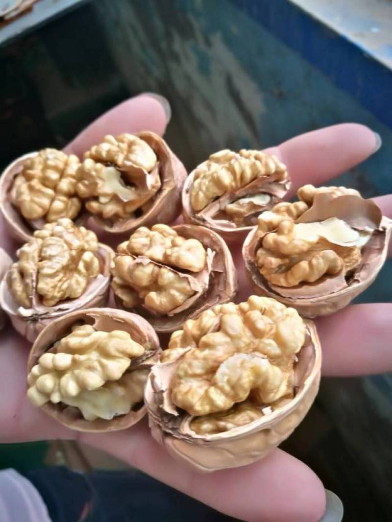 185新疆纸皮核桃老少皆宜诚信经营全国发货货源充足