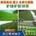 护坡草籽护坡大王护坡草坪种子四季常青护坡种子护坡固土草籽